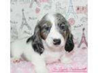 Dachshund Puppy for sale in Youngstown, OH, USA