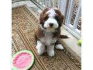 Bearded Collie Puppy for sale in Windham, NH, USA