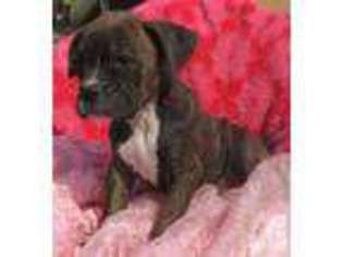 Boxer Puppy for sale in LAVINA, MT, USA