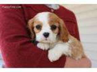 Cavalier King Charles Spaniel Puppy for sale in Kite, GA, USA