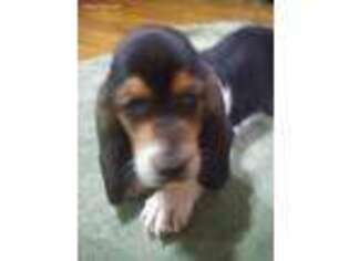 Basset Hound Puppy for sale in Grovespring, MO, USA