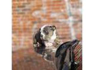 Medium Photo #1 Bulldog Puppy For Sale in Worcester, MA, USA