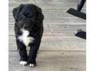 Mutt Puppy for sale in Morrowville, KS, USA