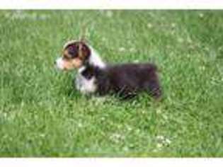 Pembroke Welsh Corgi Puppy for sale in Grand Rapids, MI, USA