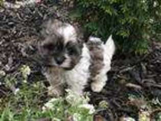 Havanese Puppy for sale in Meadville, PA, USA