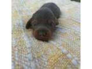 Dachshund Puppy for sale in Hot Springs, AR, USA