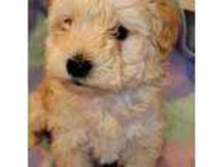 Mutt Puppy for sale in Shoshone, ID, USA