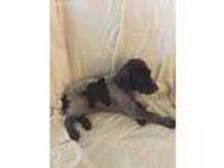 German Shorthaired Pointer Puppy for sale in Friendsville, TN, USA