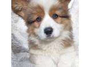 Pembroke Welsh Corgi Puppy for sale in Yelm, WA, USA