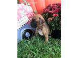 Boxer Puppy for sale in Milton, IA, USA