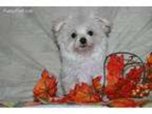 Maltese Puppy for sale in Lakeland, FL, USA