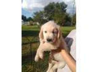 Golden Retriever Puppy for sale in New Port Richey, FL, USA