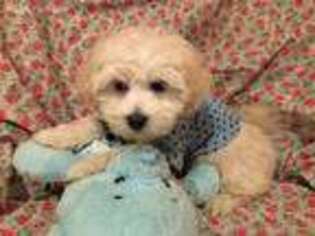 Maltese Puppy for sale in Farmington, MI, USA