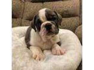 Bulldog Puppy for sale in Maryville, MO, USA