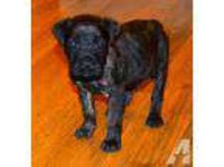 Mastiff Puppy for sale in ASHLAND CITY, TN, USA