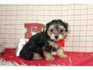 Yorkshire Terrier Puppy for sale in Wakarusa, IN, USA