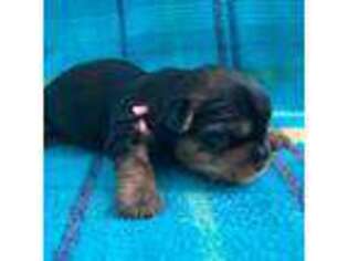 Yorkshire Terrier Puppy for sale in Galesburg, IL, USA