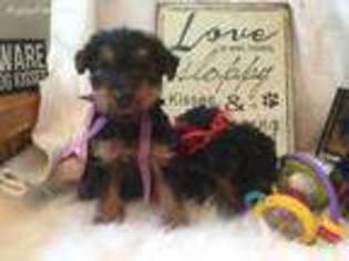 Welsh Terrier Puppy for sale in Lincoln, KS, USA