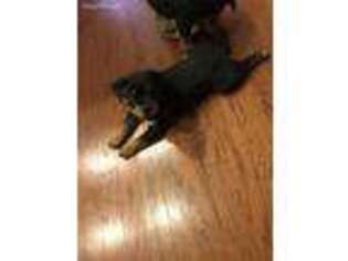 Rottweiler Puppy for sale in Salisbury, MD, USA