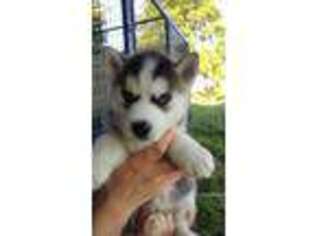 Siberian Husky Puppy for sale in Paw Paw, MI, USA