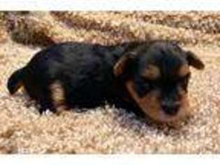 Yorkshire Terrier Puppy for sale in Somerset, TX, USA