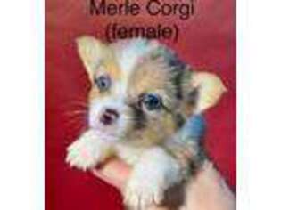 Pembroke Welsh Corgi Puppy for sale in Avery, TX, USA