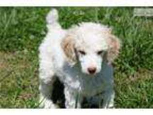 Mutt Puppy for sale in Decatur, AL, USA