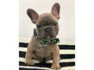 French Bulldog Puppy for sale in Pembroke Pines, FL, USA