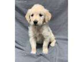 Golden Retriever Puppy for sale in Odessa, MO, USA