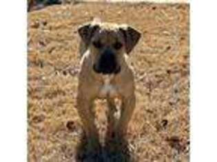 Boerboel Puppy for sale in Mcdonough, GA, USA