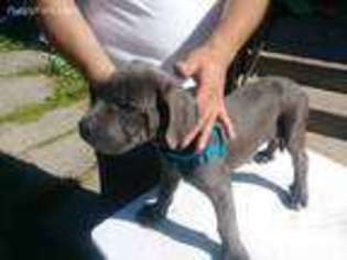 Cane Corso Puppy for sale in South Bend, IN, USA
