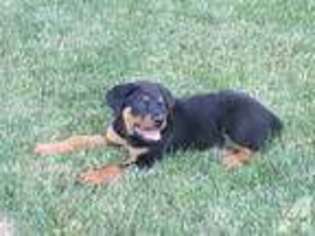 Rottweiler Puppy for sale in OAKVILLE, CT, USA