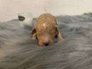 Goldendoodle Puppy for sale in Hamilton, IL, USA
