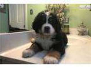 Bernese Mountain Dog Puppy for sale in Jacksonville, NC, USA