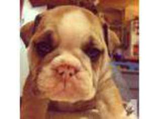 Bulldog Puppy for sale in DURANT, OK, USA