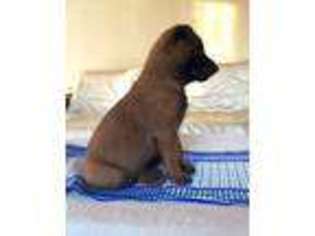 Belgian Malinois Puppy for sale in Galt, CA, USA