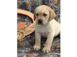 Labrador Retriever Puppy for sale in Tenino, WA, USA