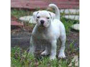American Bulldog Puppy for sale in JACKSONVILLE, FL, USA