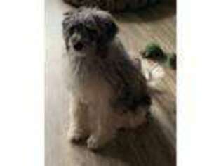 Schnoodle (Standard) Puppy for sale in Lowell, OR, USA