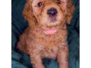 Goldendoodle Puppy for sale in Jay, VT, USA