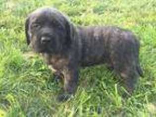 Mastiff Puppy for sale in Bloomingdale, OH, USA