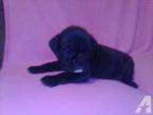 Bulldog Puppy for sale in MARLETTE, MI, USA
