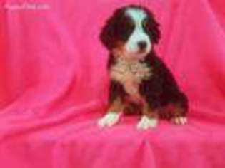 Bernese Mountain Dog Puppy for sale in North Collins, NY, USA