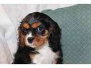 Cavalier King Charles Spaniel Puppy for sale in Mifflintown, PA, USA