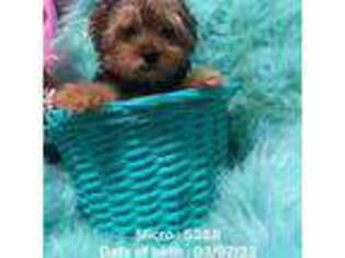 Yorkshire Terrier Puppy for sale in Riesel, TX, USA