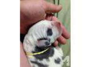 Great Dane Puppy for sale in HILLSBORO, MO, USA