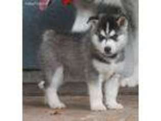 Siberian Husky Puppy for sale in Oviedo, FL, USA