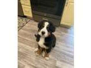 Bernese Mountain Dog Puppy for sale in Montoursville, PA, USA