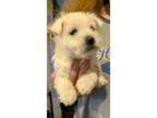 West Highland White Terrier Puppy for sale in Bethel, PA, USA