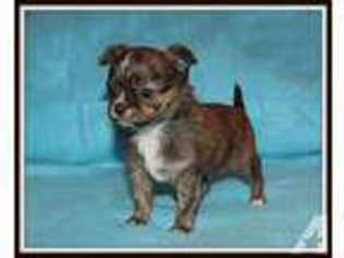 Chihuahua Puppy for sale in TOLEDO, OH, USA